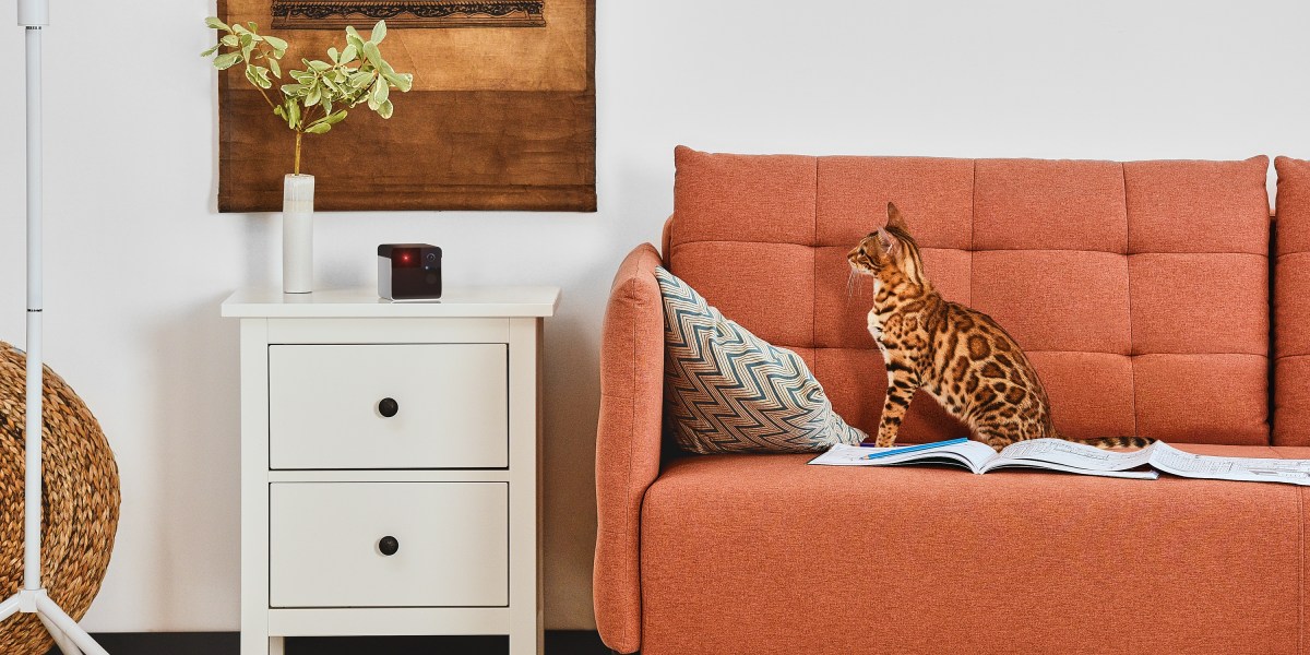 Petcube Play with Bengal Cat