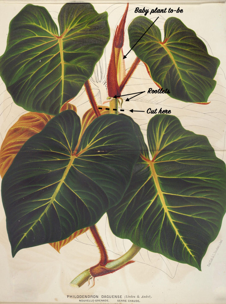 philodendron cuttings
