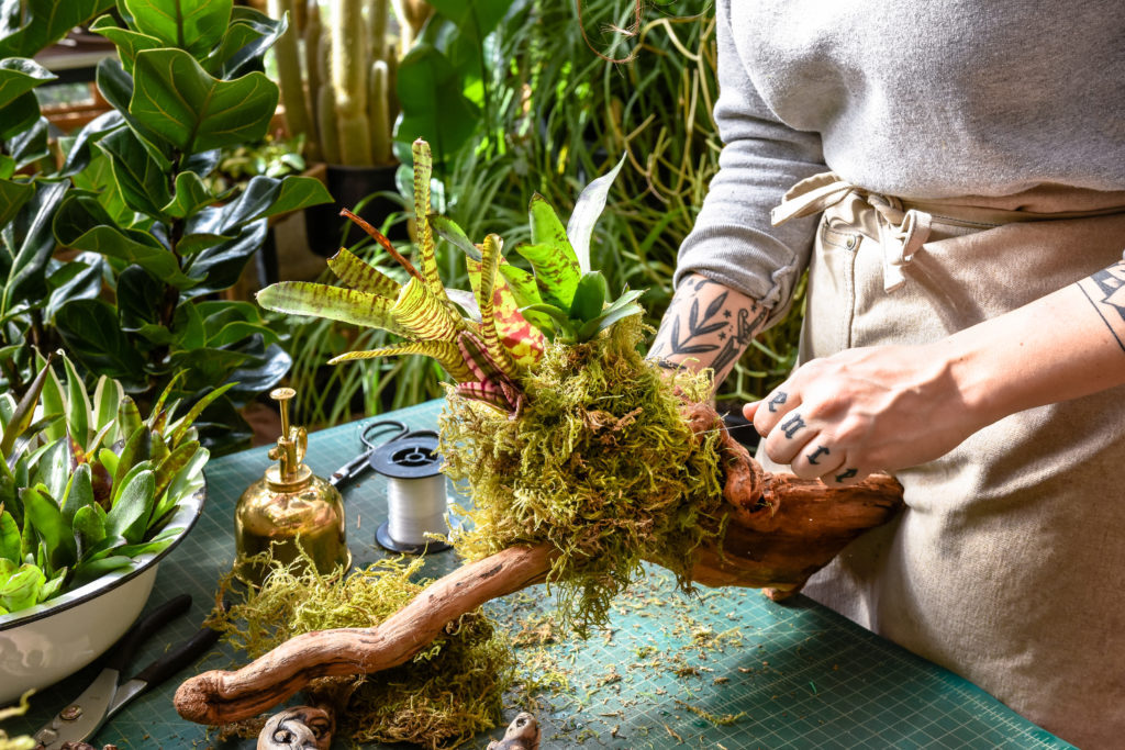Pistils nursery plants