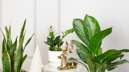Plant Lover Gift Guide