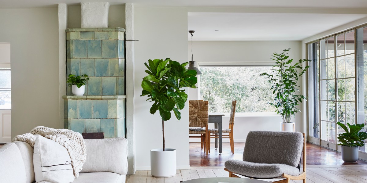 Plan a Plant Spa Day and Level Up Your Houseplant Care