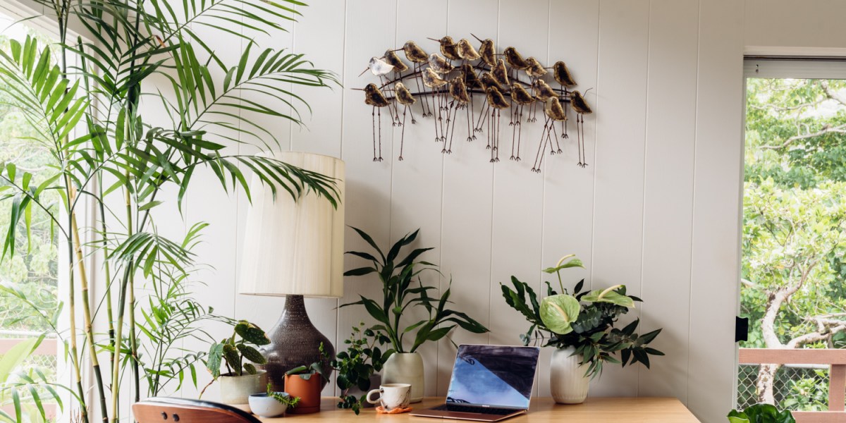Indoor Plant Styling Tips from a Hawaii-based Plant Store Owner