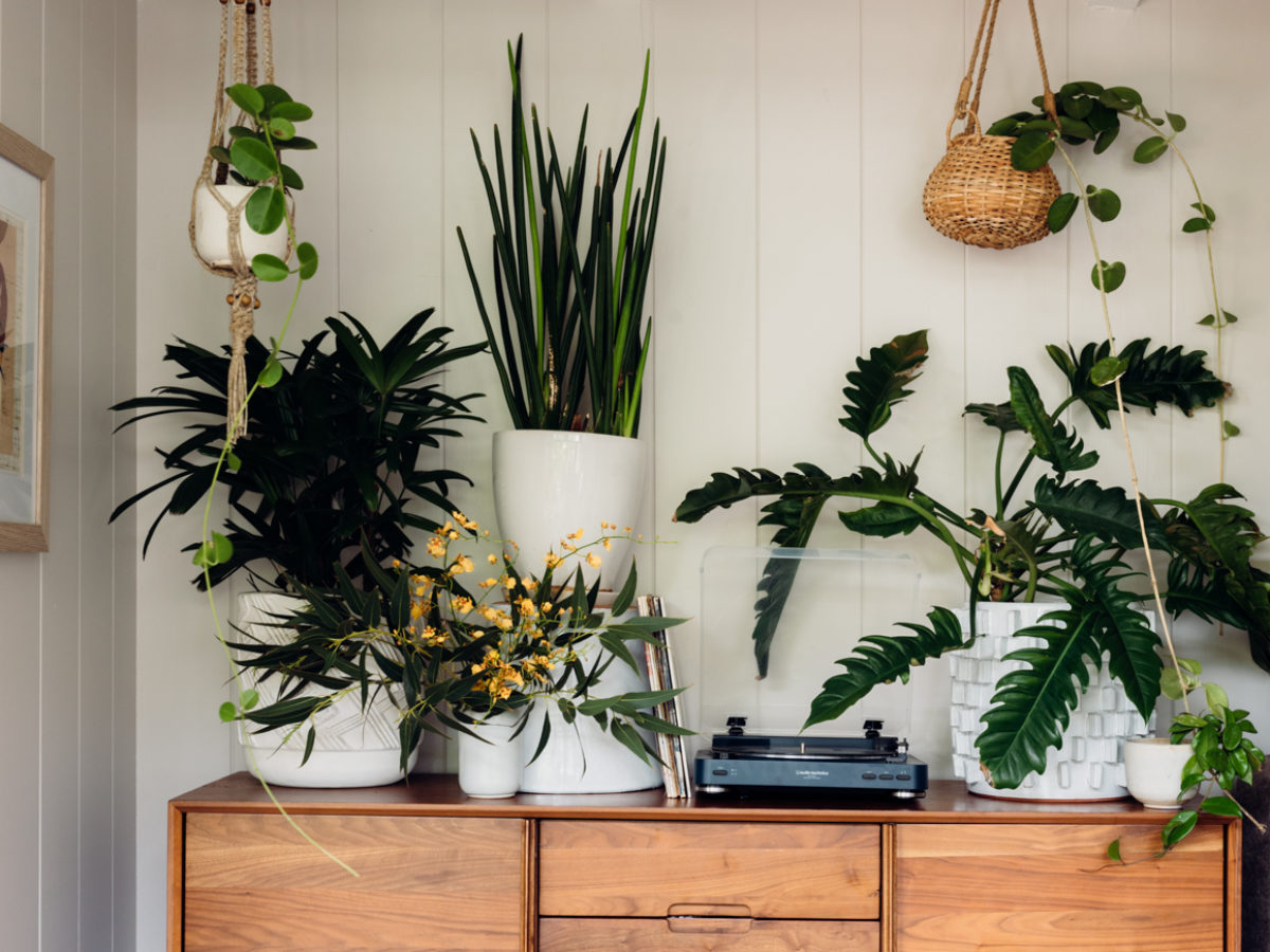 Indoor Plant Styling Tips from a Hawaii-based Plant Store Owner