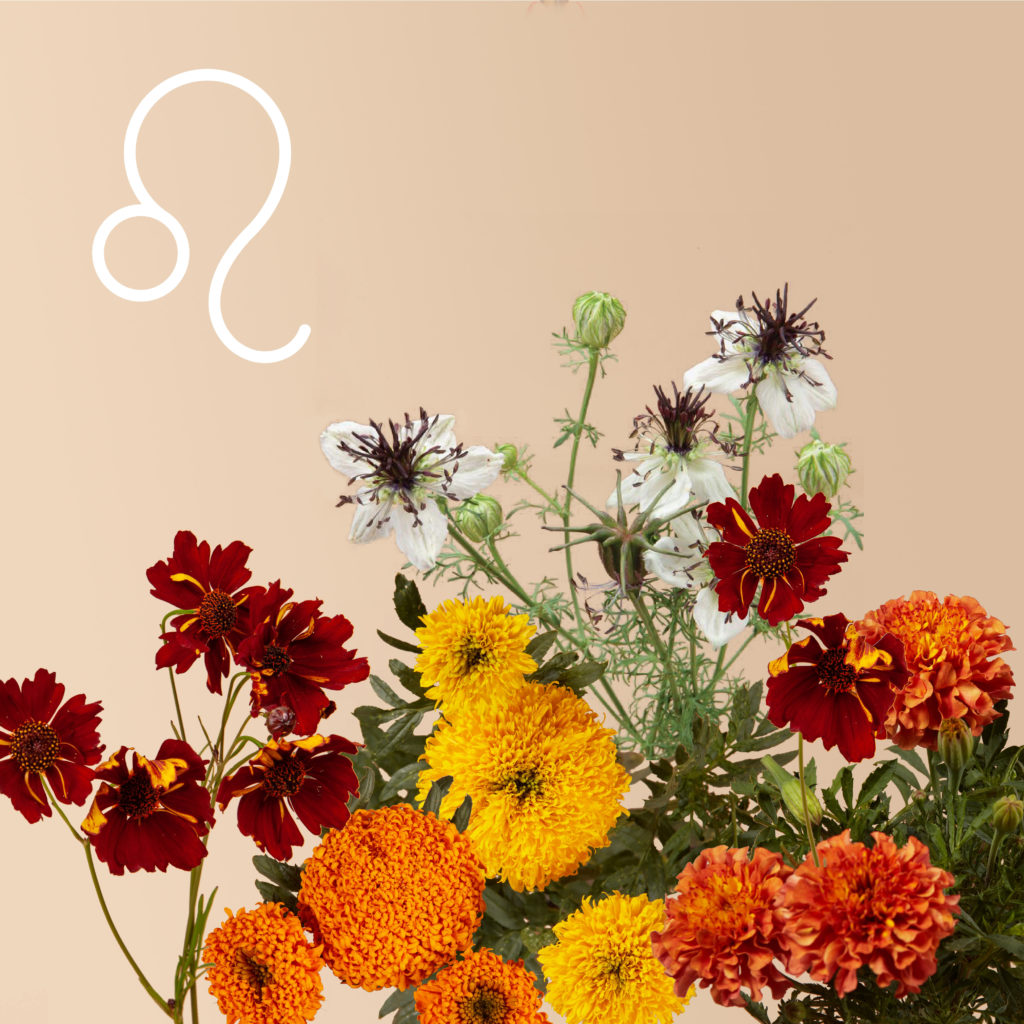 Leo flower kit from Plantgem