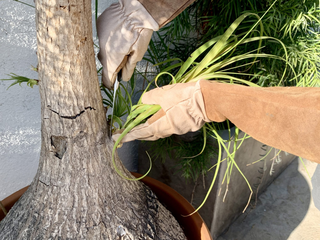 How to Propagate a Ponytail Palm