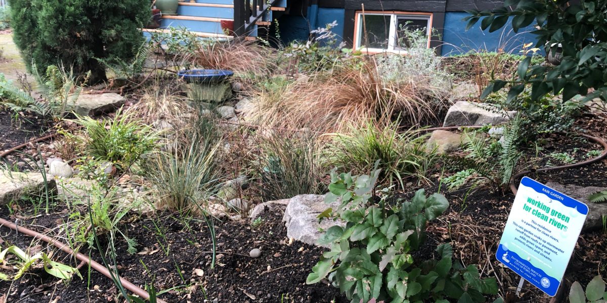 Portland rain garden