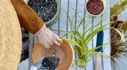 How to Propagate a Ponytail Palm