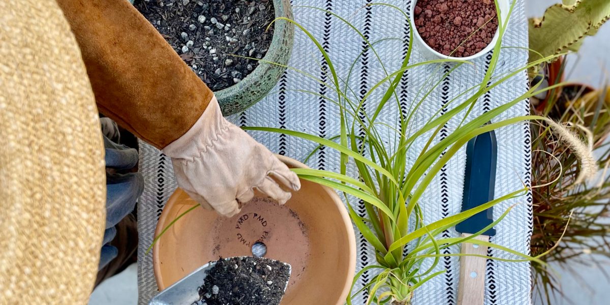 How to Propagate a Ponytail Palm