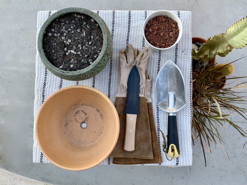 How to Propagate a Ponytail Palm