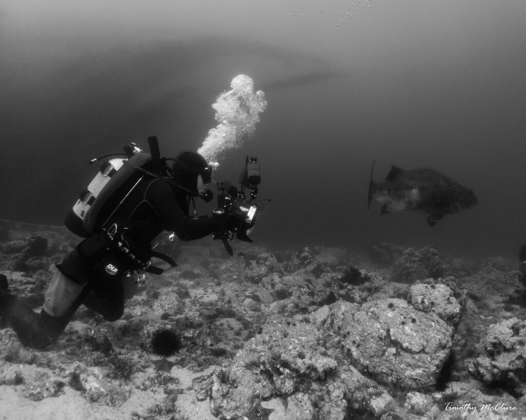 Channel Islands National Park Kenan Chan Scuba Diving