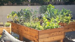 Wooden Raised Beds with Veggies