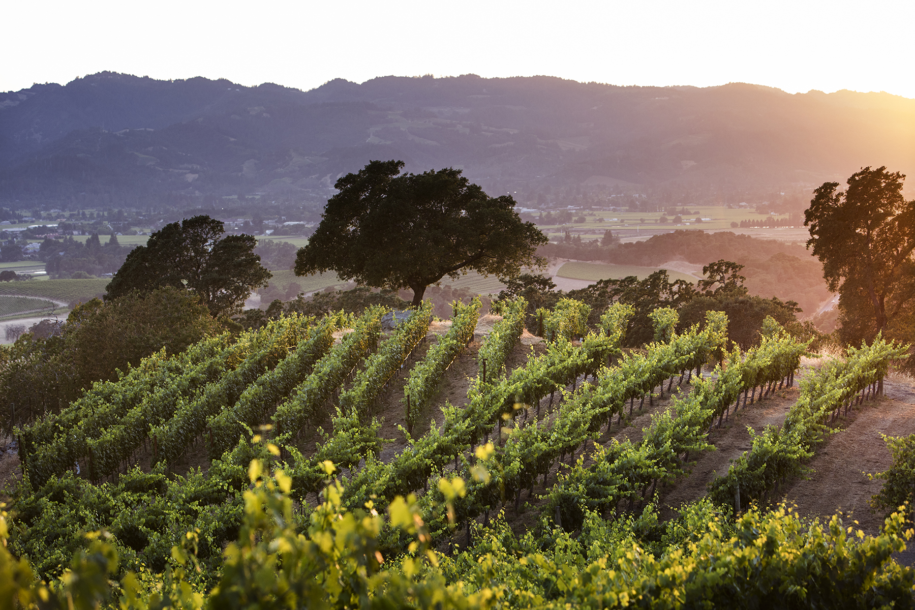 winston-hill-vineyard