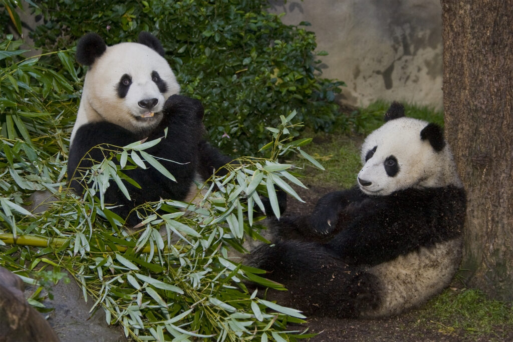 San Diego Zoo Wildlife Alliance Giant Pandas Bai Yun and Zhen Zhen