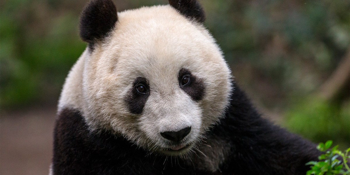 San Diego Zoo Wildlife Alliance Giant Panda