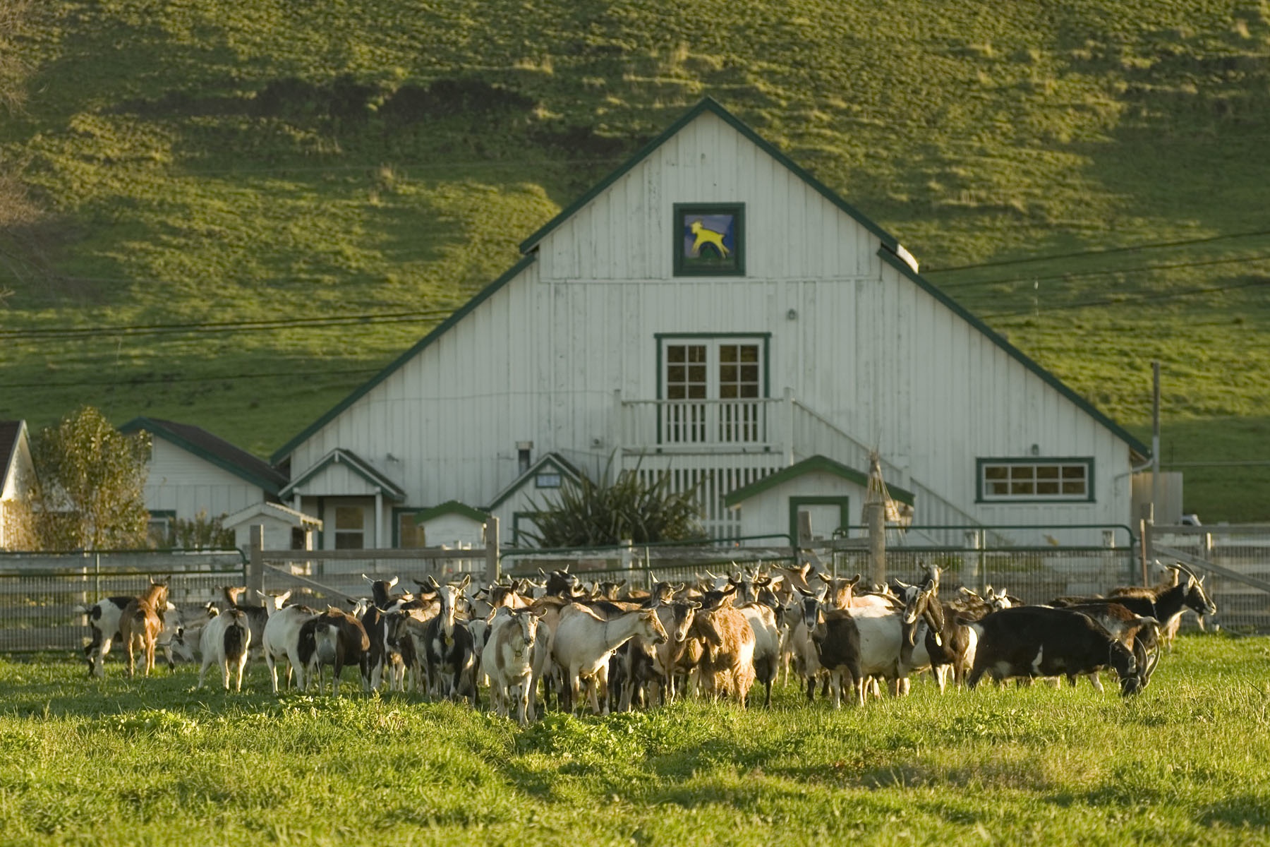 SEPT - Harley Goats.jpg