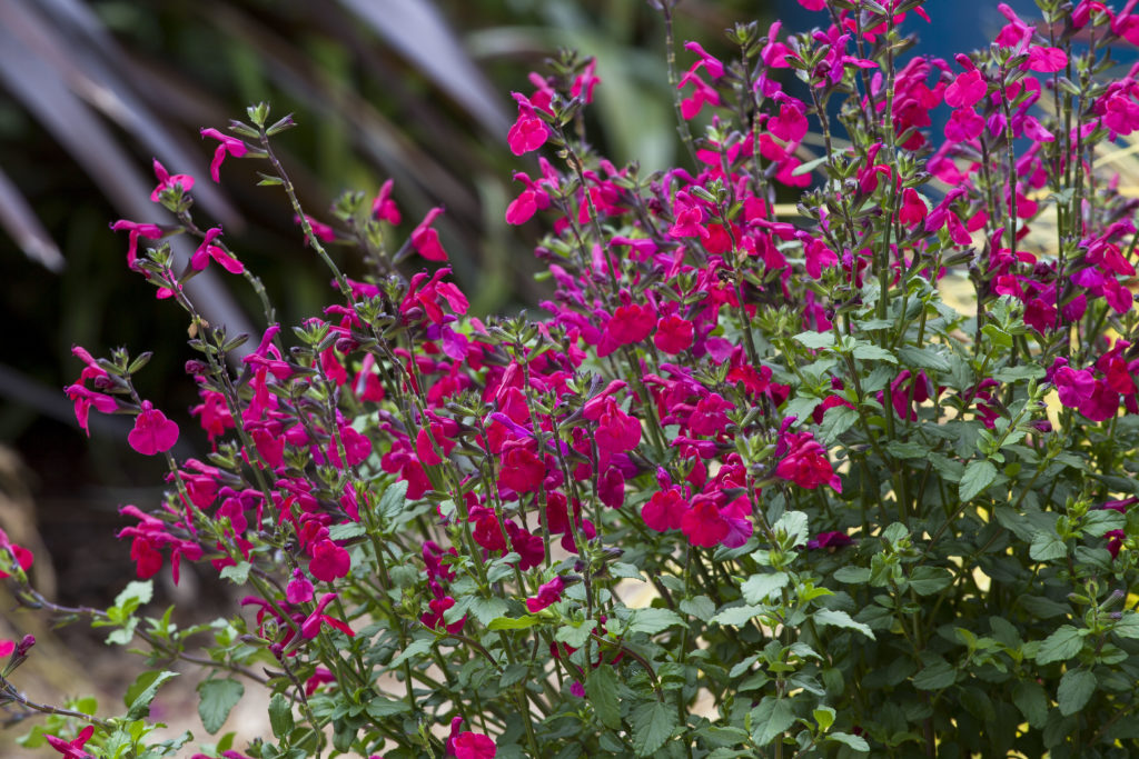 Salvia microphylla 'Killer Cranberry' plant