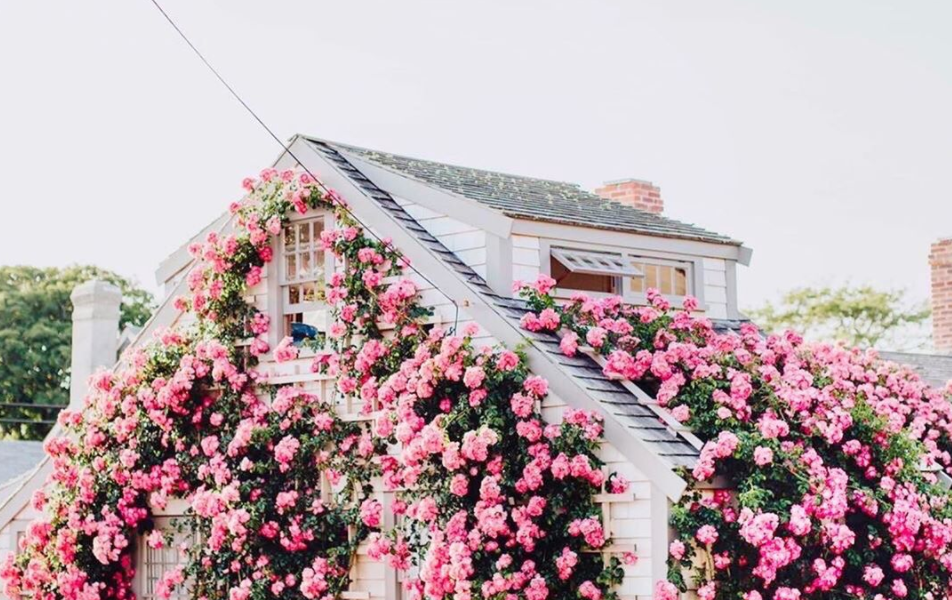 Greyladygirl Lead Photo