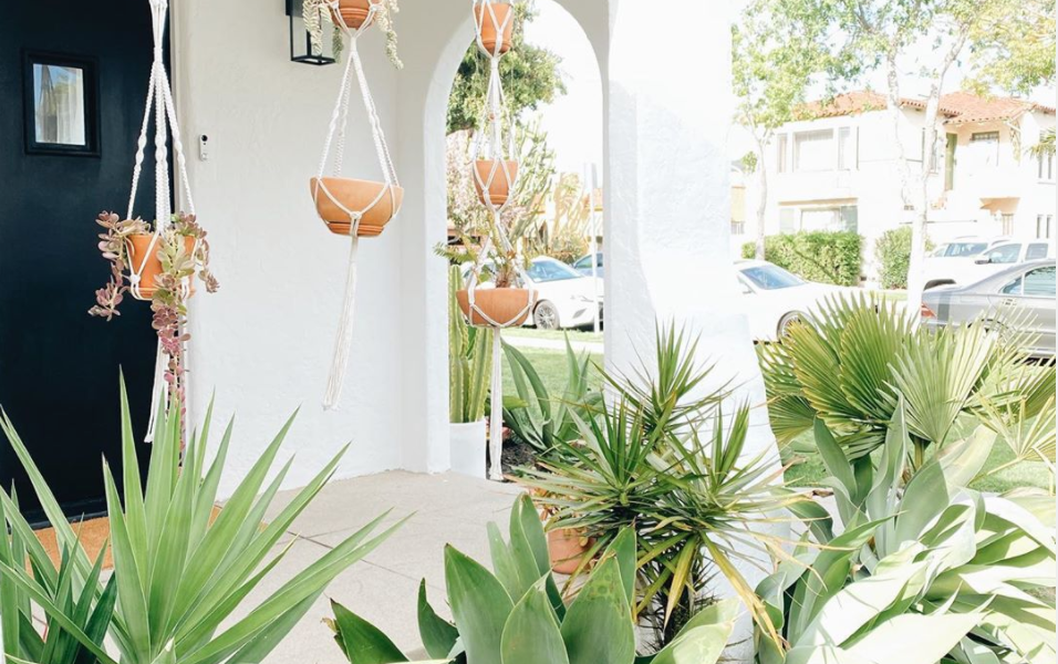 Hanging Plants