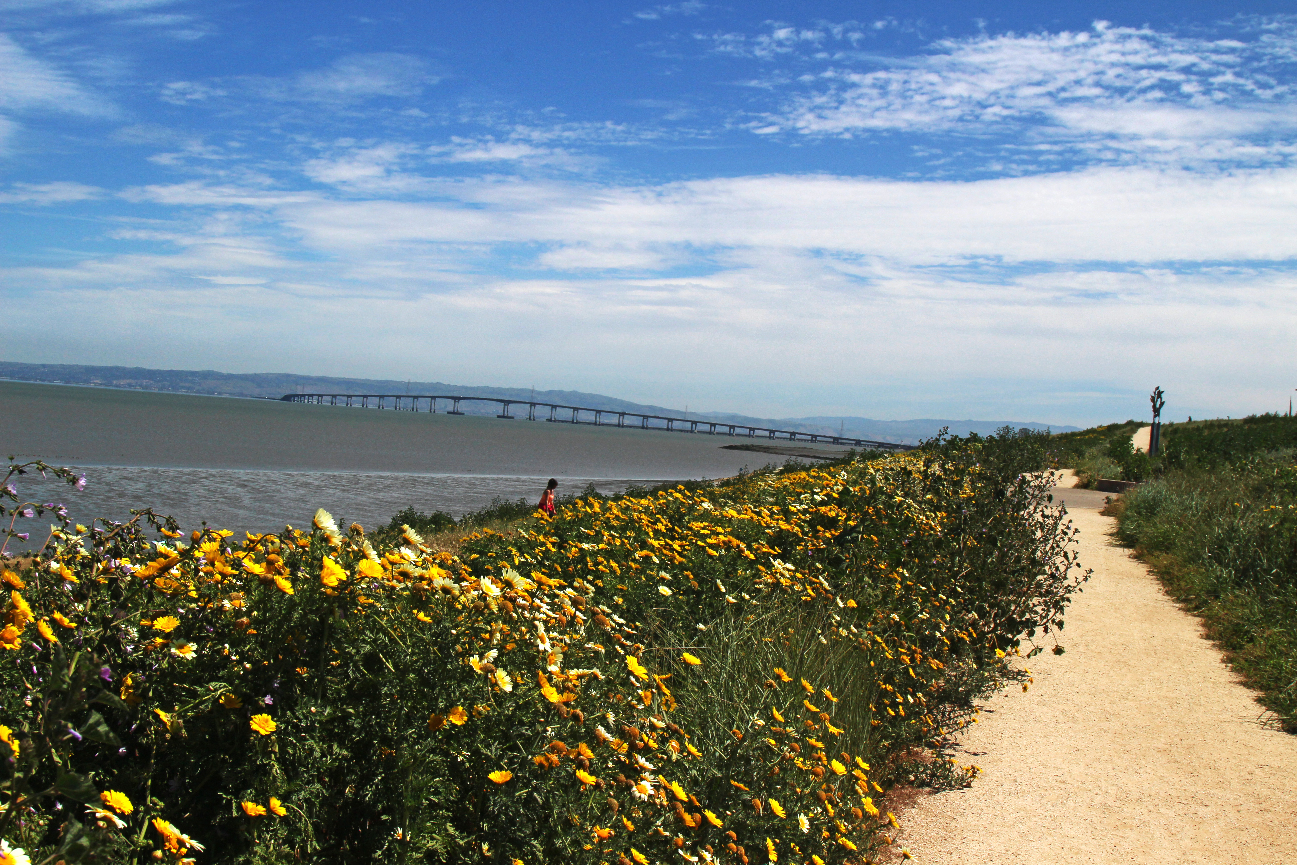 seal-point-by-edna-takeda-geller-9