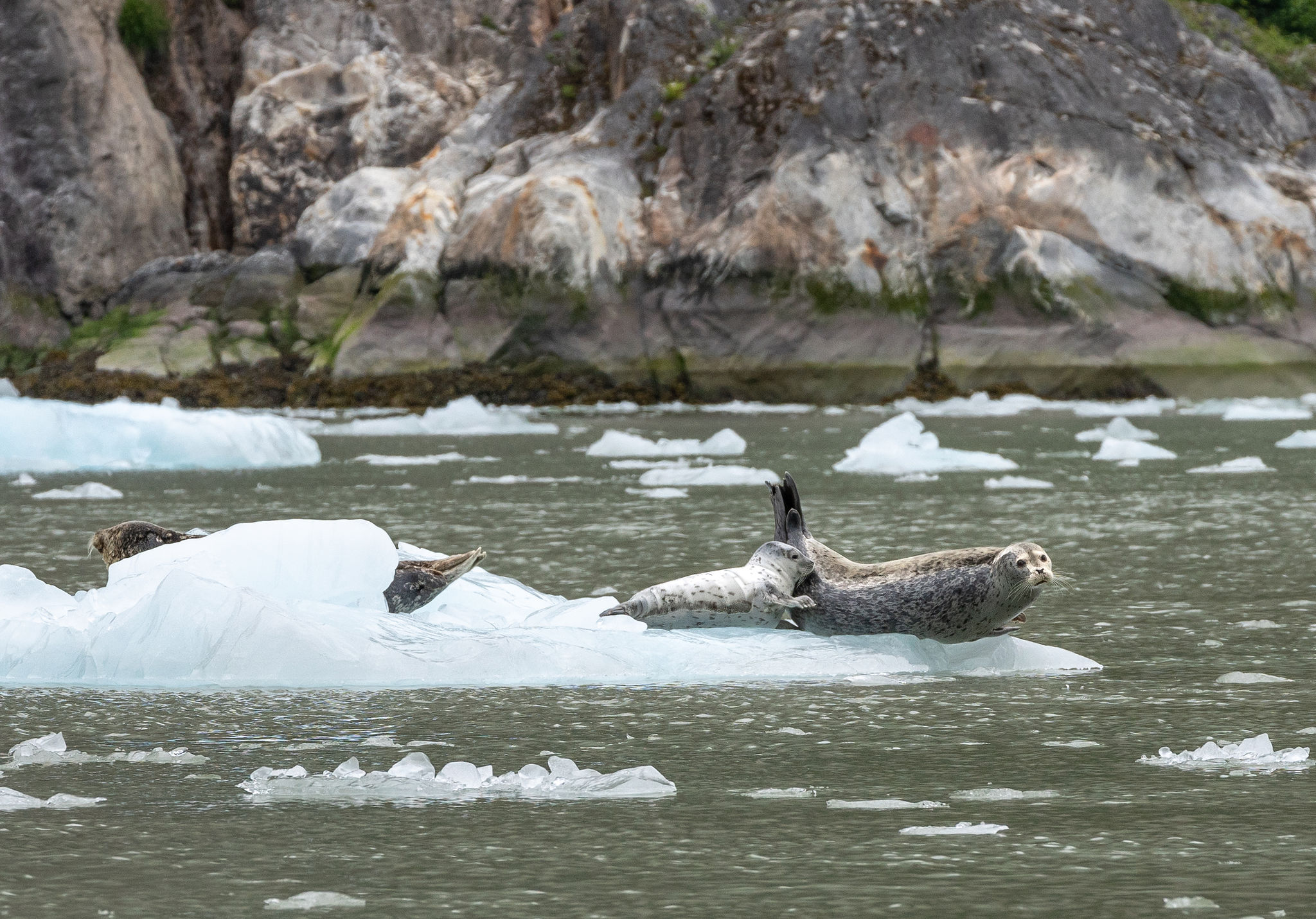 a-lovely-family-of-seals-on-chunks-of-ice-near-a-larger-glacier