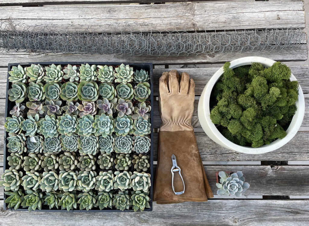 Succulent tree DIY supplies