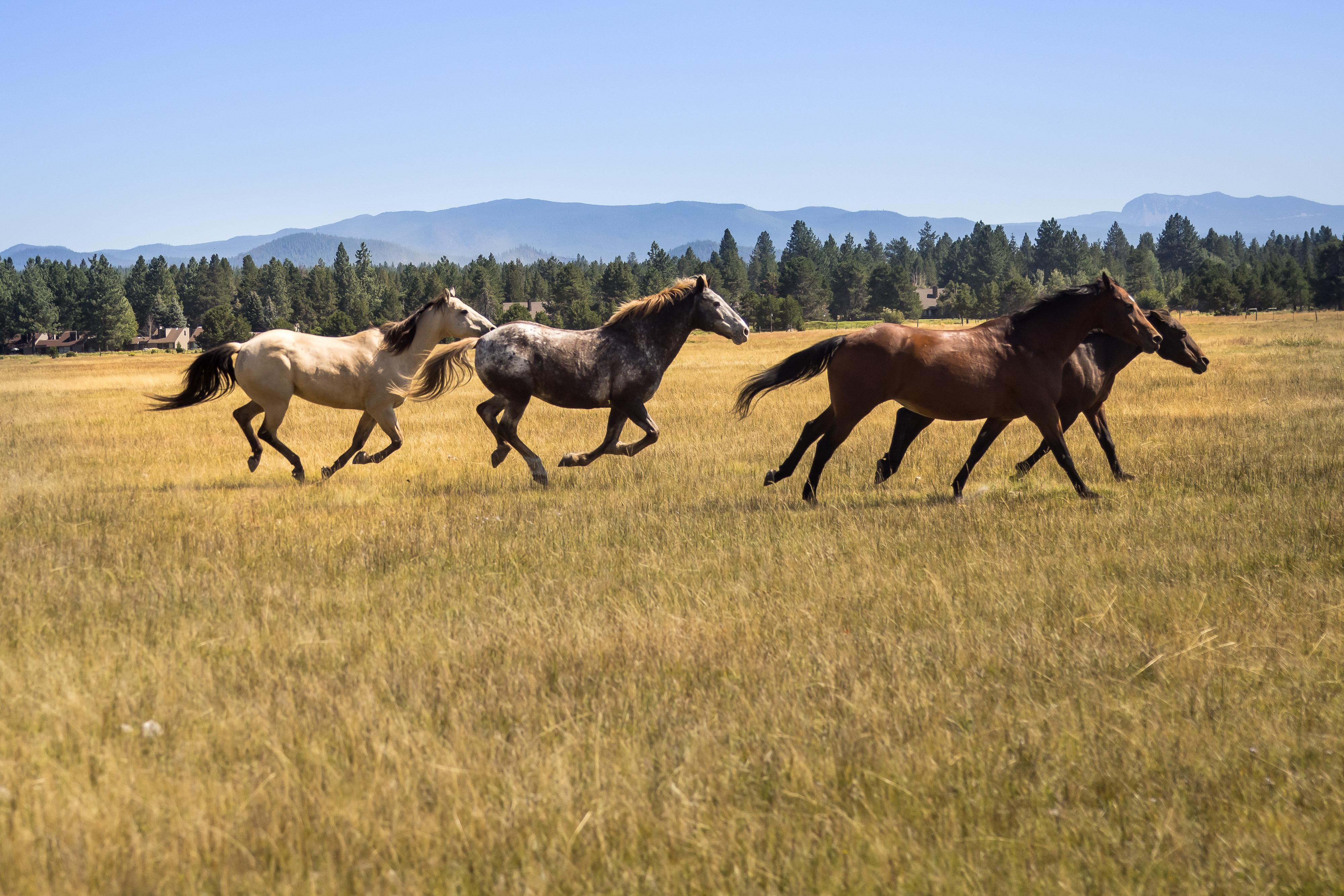 sunriver-resort-horses