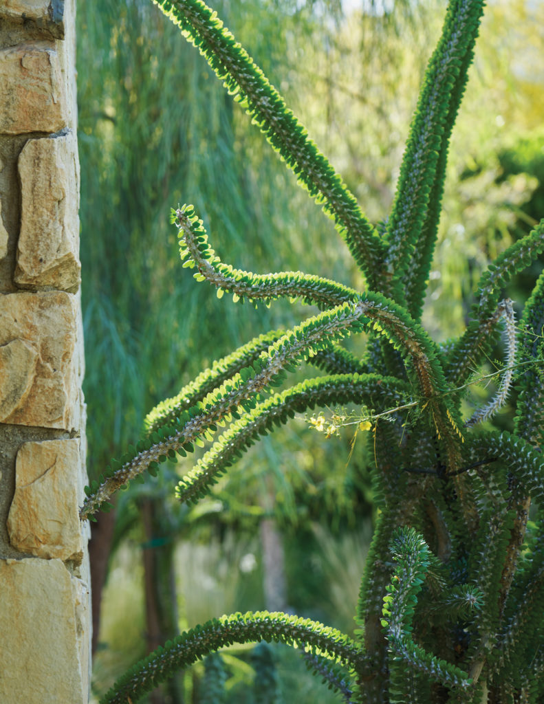 Madagascar Ocotillo Alluaudia procera cactus