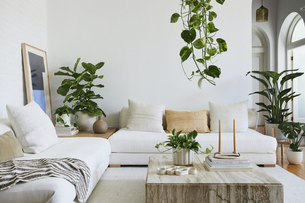 The Sill living room large houseplants