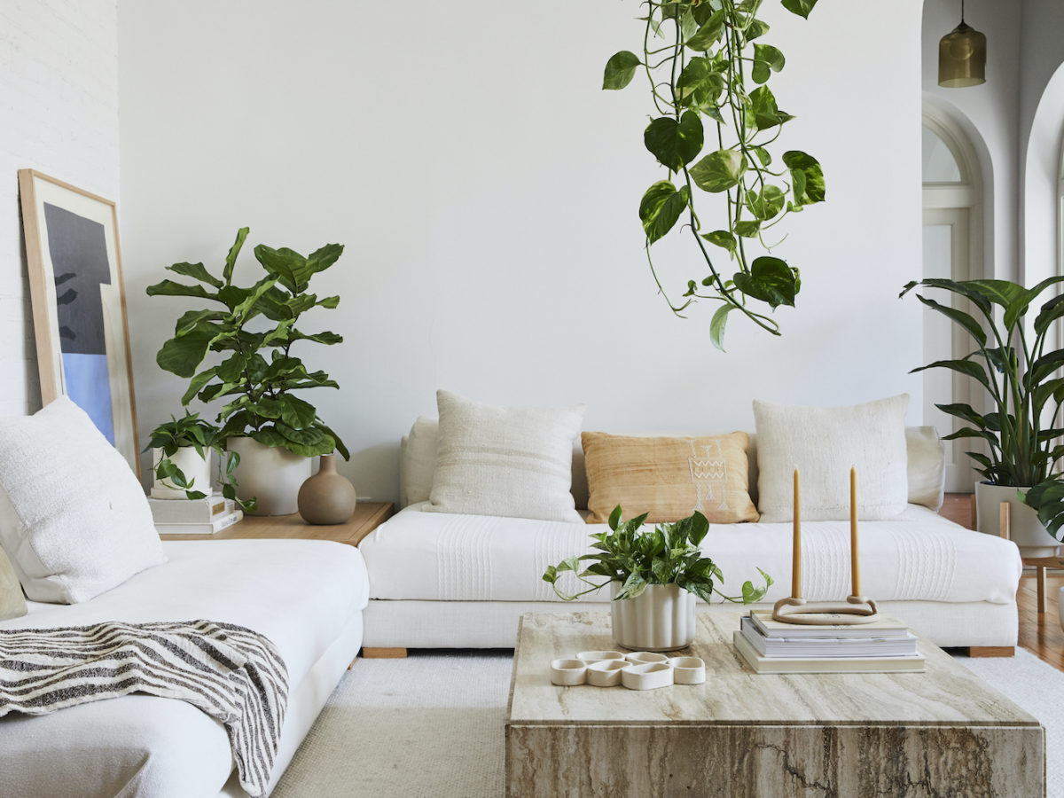 The Sill living room large houseplants
