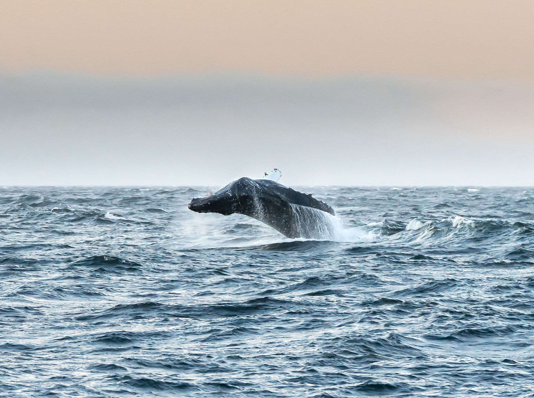 a-humpback-whale-breaches-in-nearby-waters