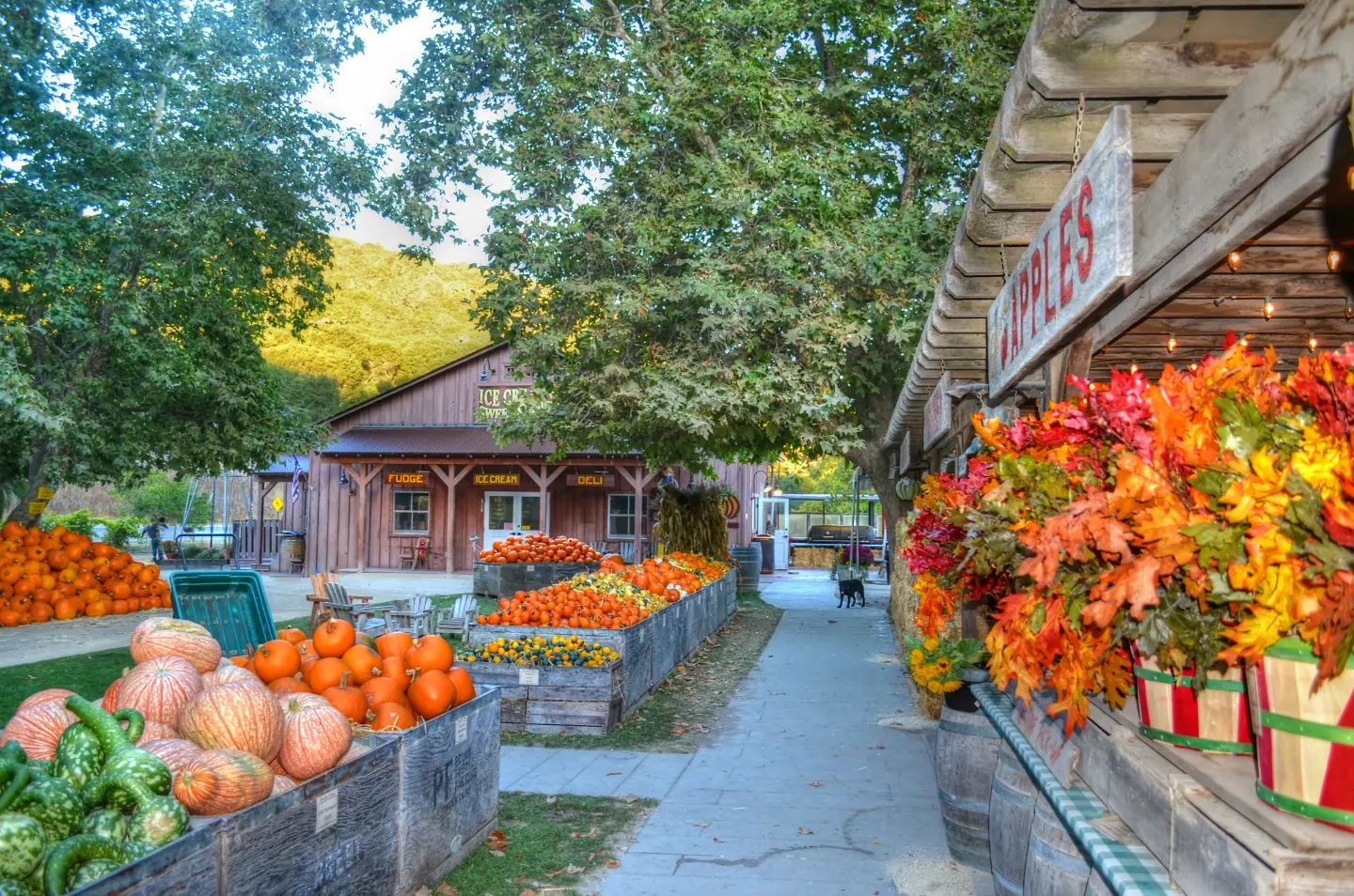 avila-valley-barn-in-the-fall