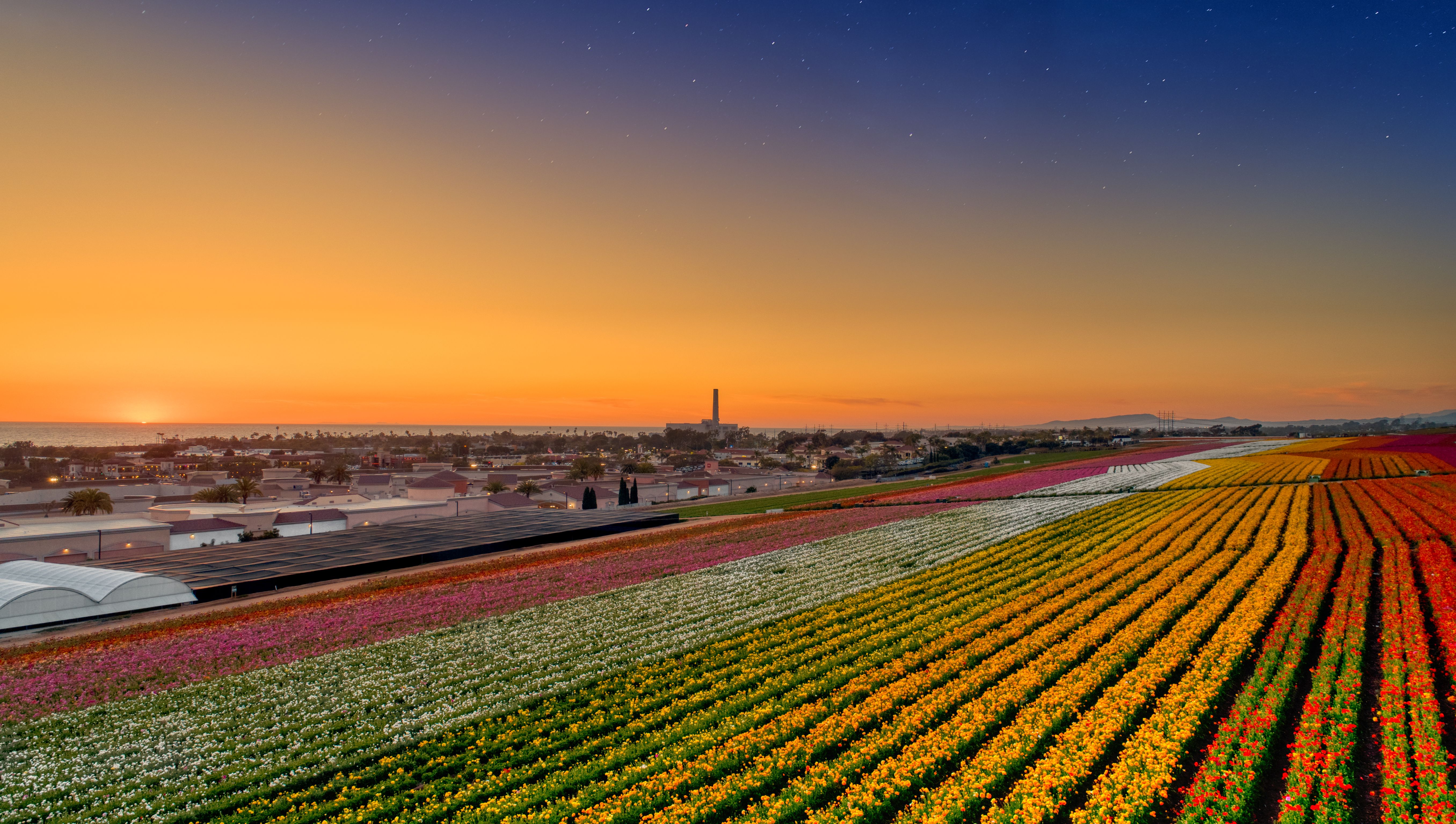 flower-fields-in-carlsbad