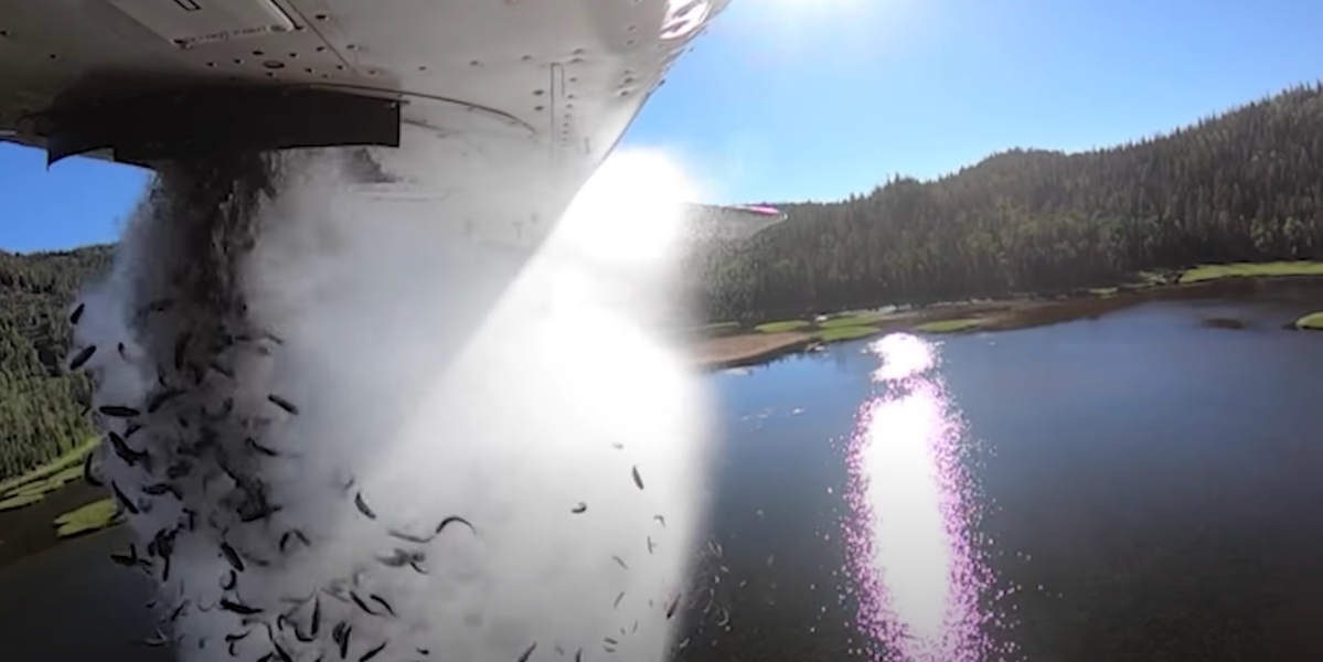 Fish Falling out of a Plane