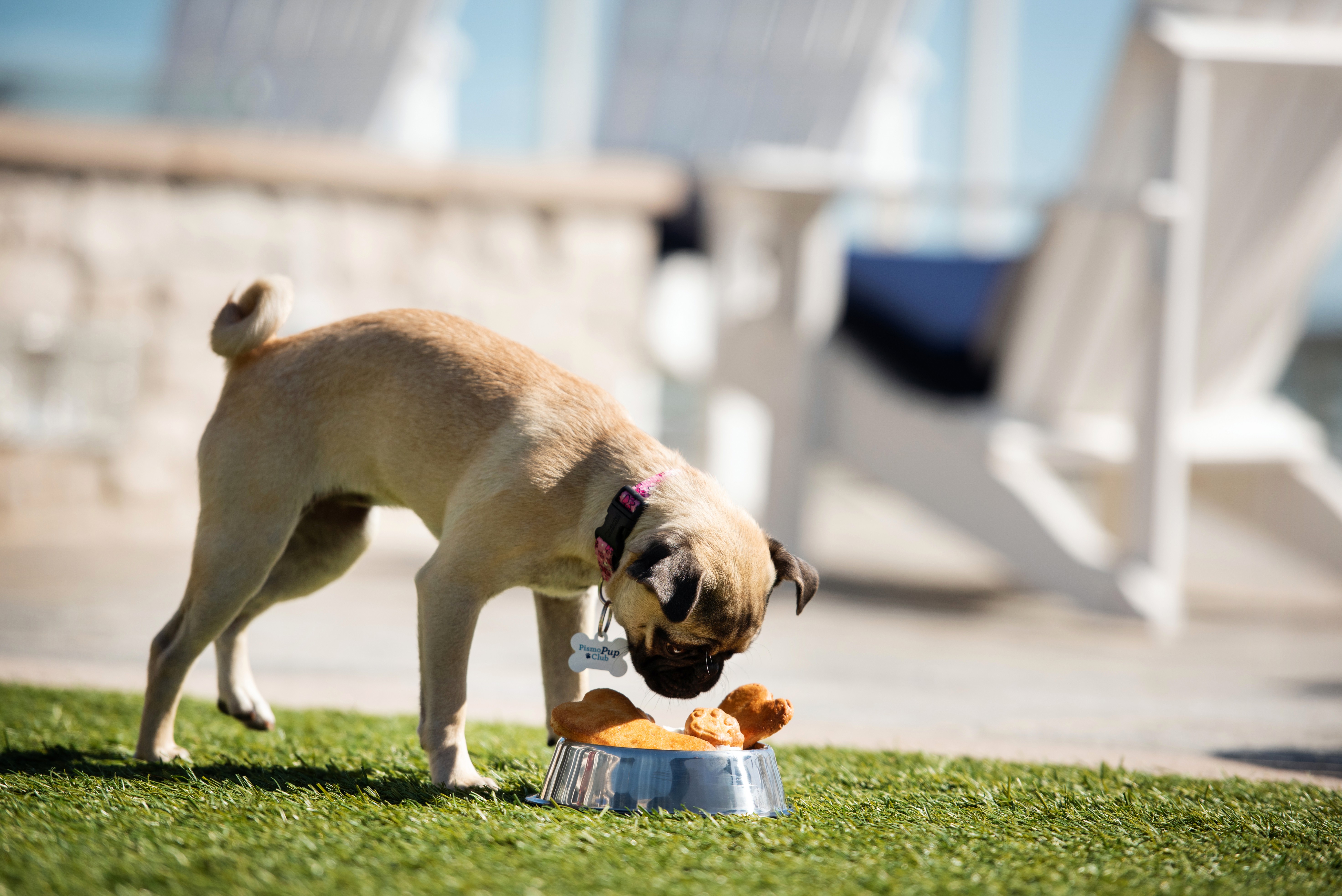 vesperaresort_pequin_puppersmenu