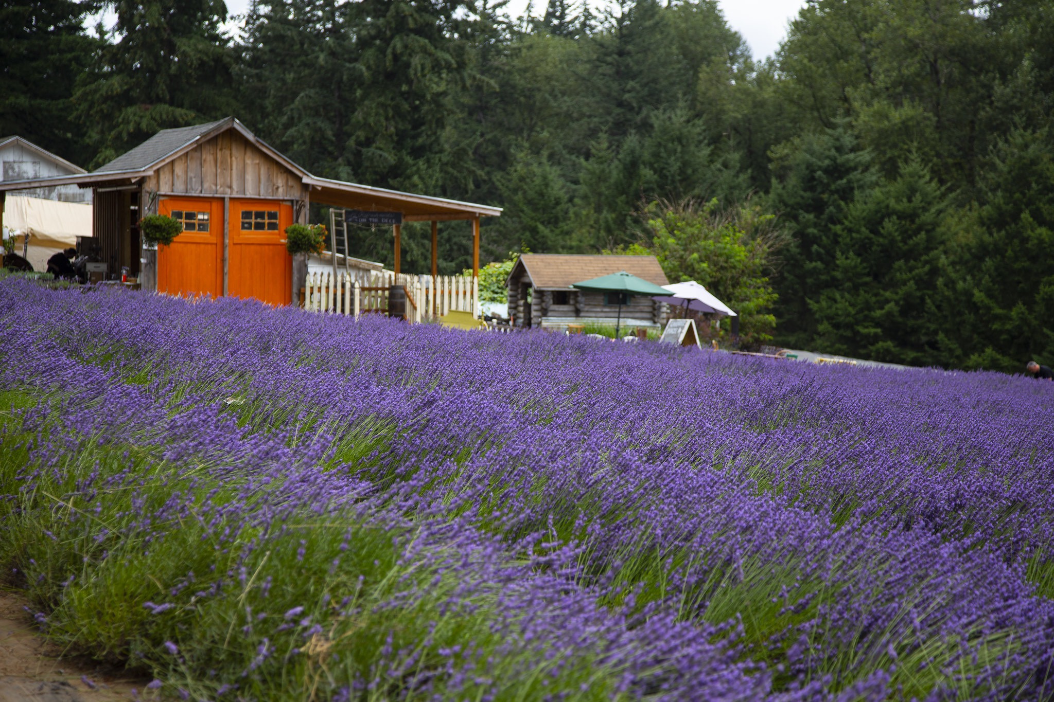 wayward-winds-lavender-farm