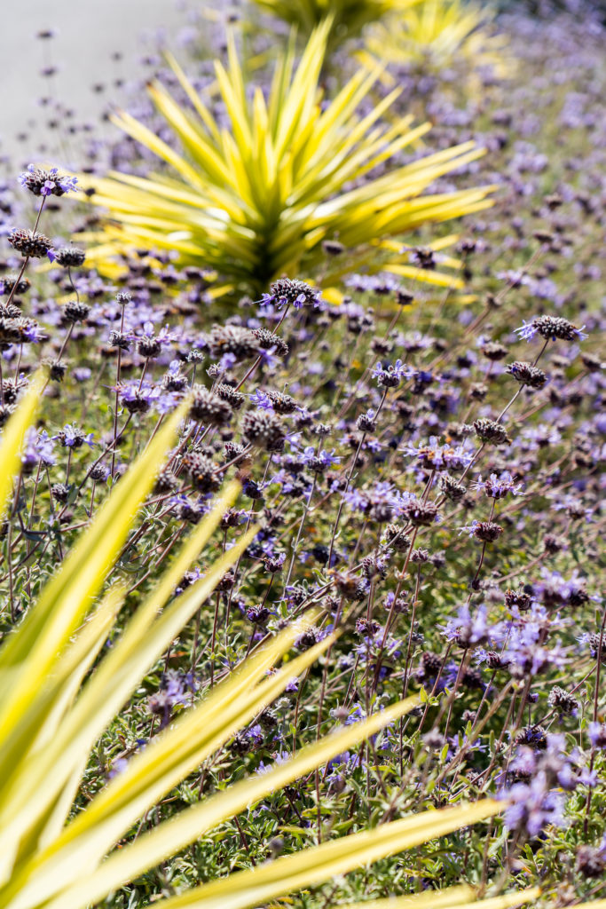 purple flowers in field at Dodgers stadium