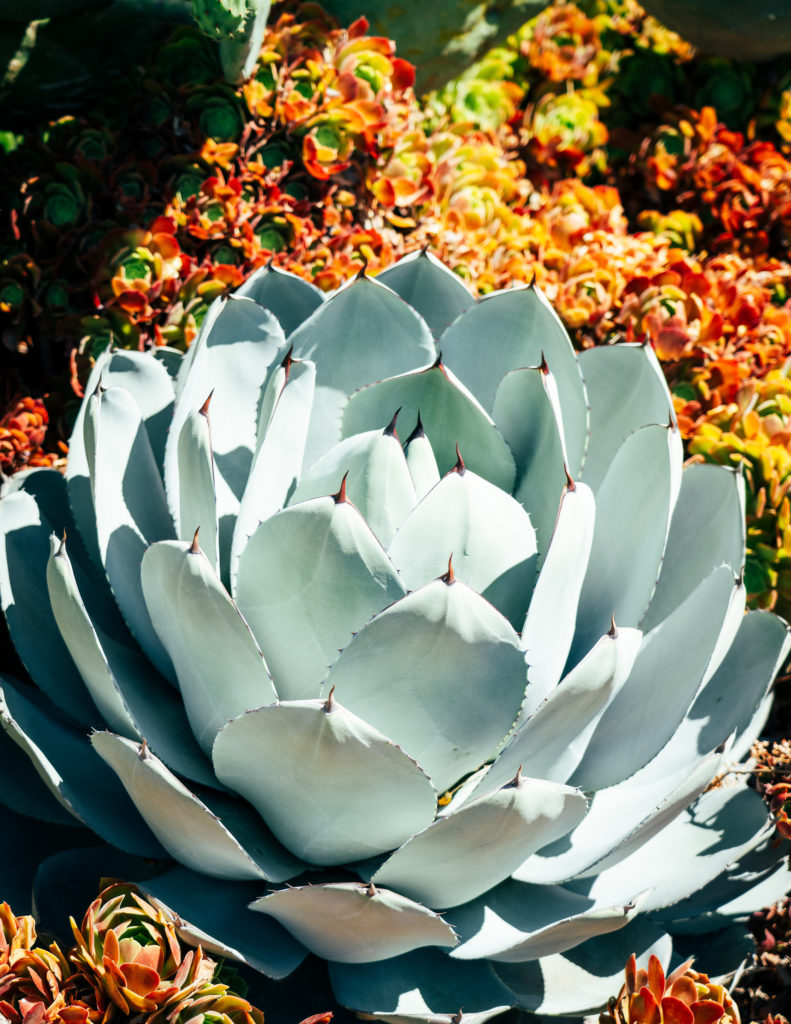 succulent in Dodgers stadium garden