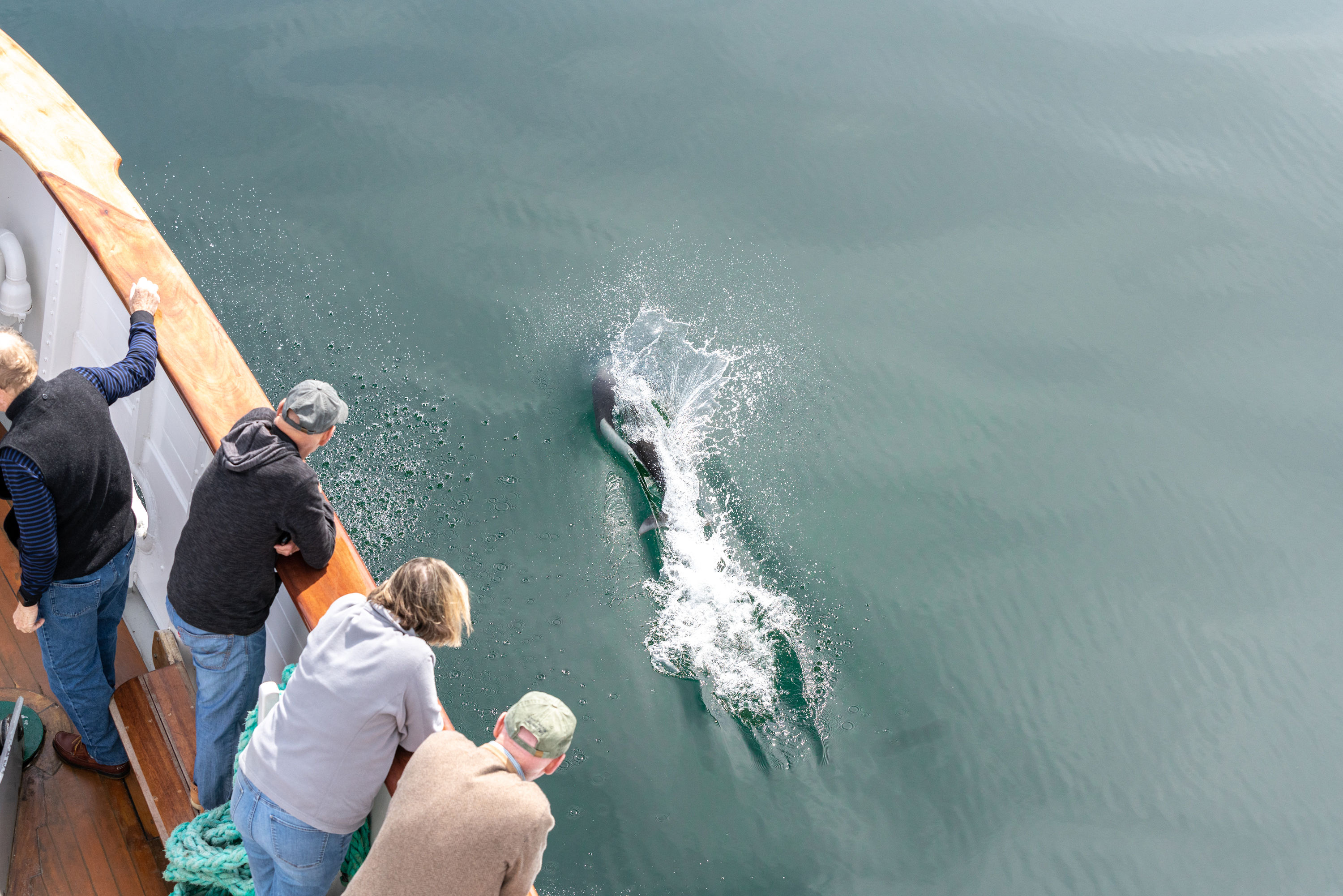 dalls-porpoise-riding-the-bow-wake