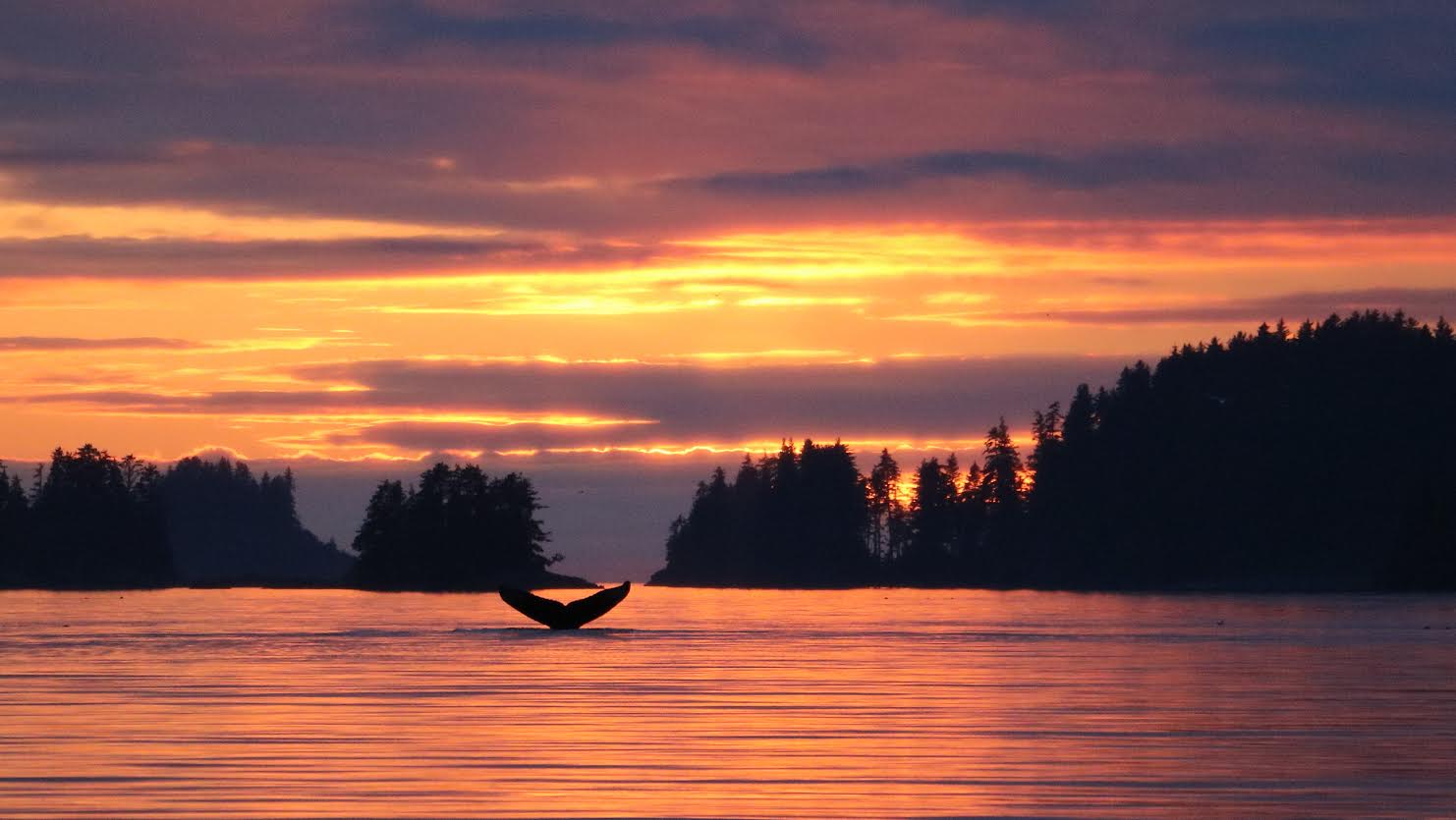 whale-tutka-bay-ingrid-kottman-1