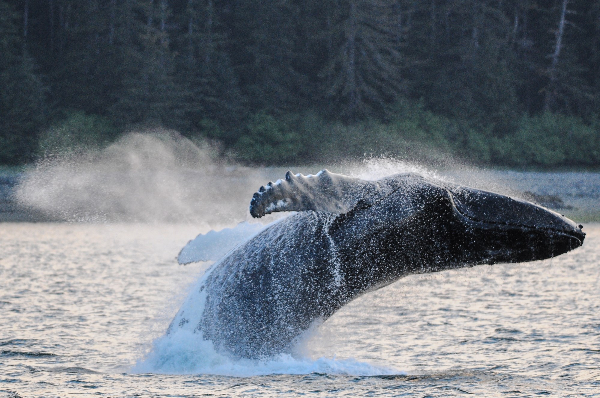 whale-breaching
