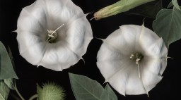 Plant a Witchy Moon Garden for Halloween