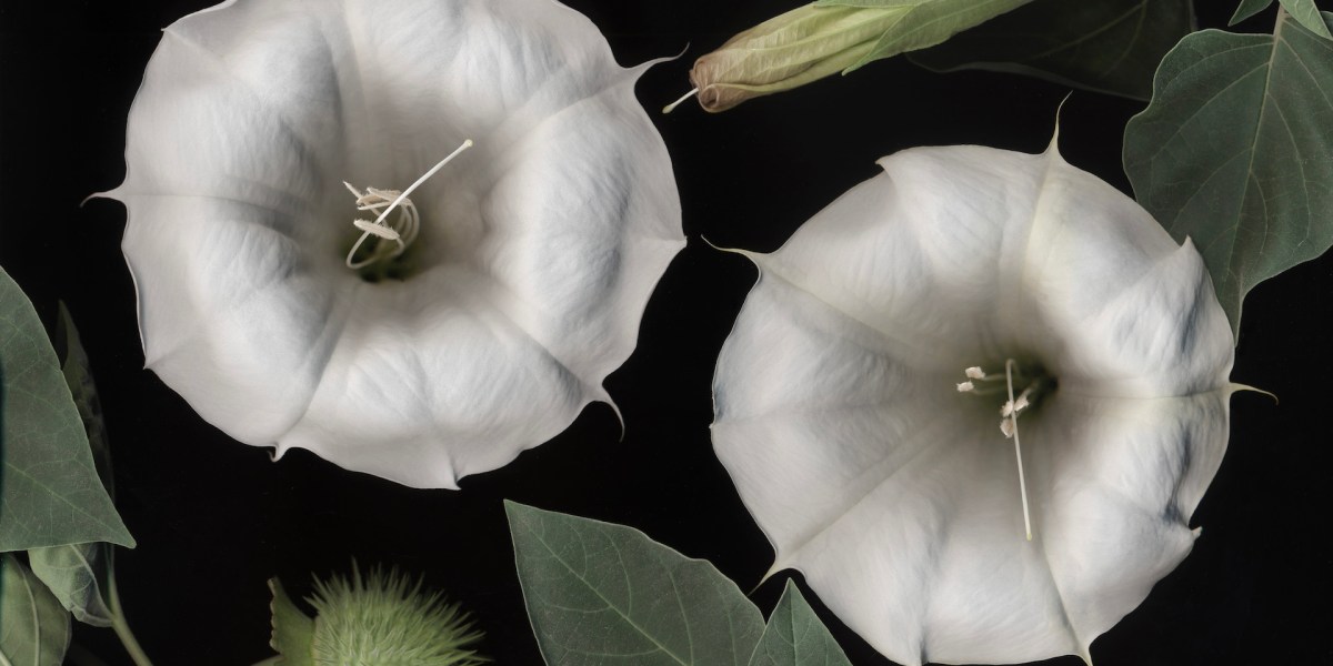 Plant a Witchy Moon Garden for Halloween