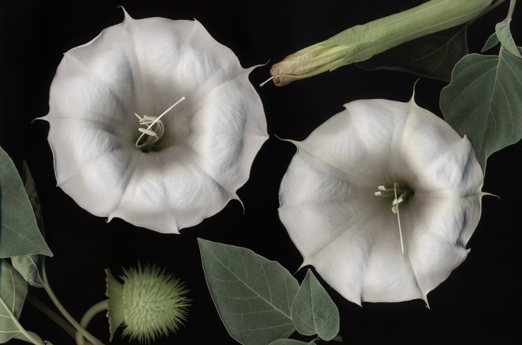This Halloween, Plant a Witchy Moon Garden That Will Put You Under Its Spell