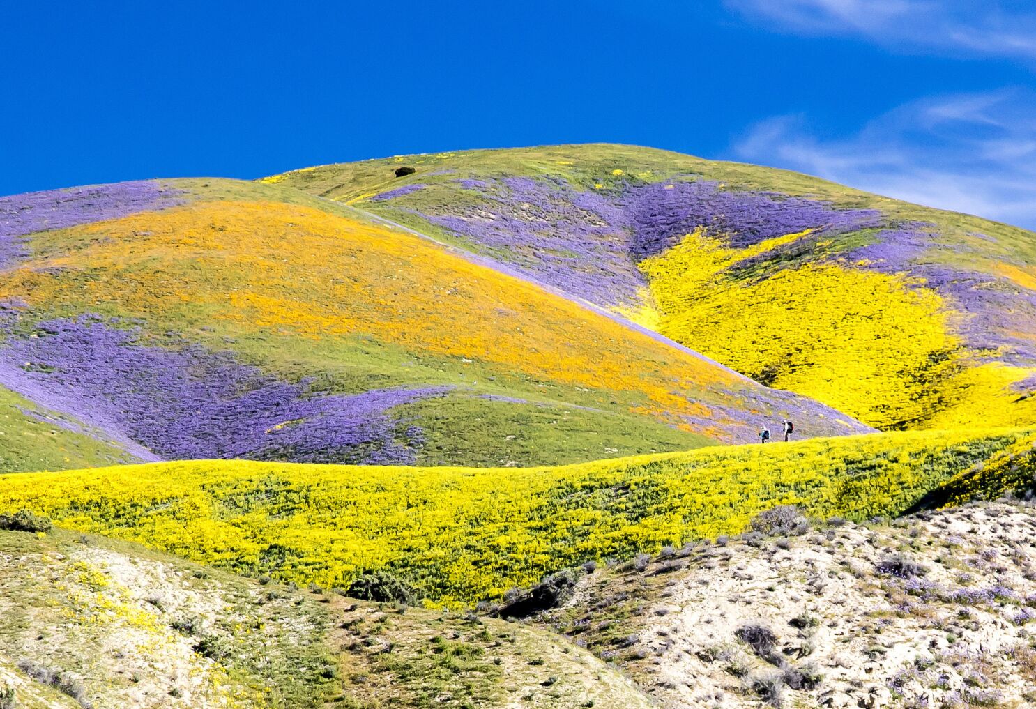 superblooms-at-carrizo-national-monument