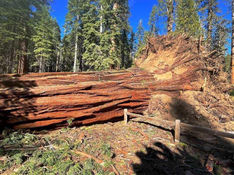 Fallen Sequoia tree