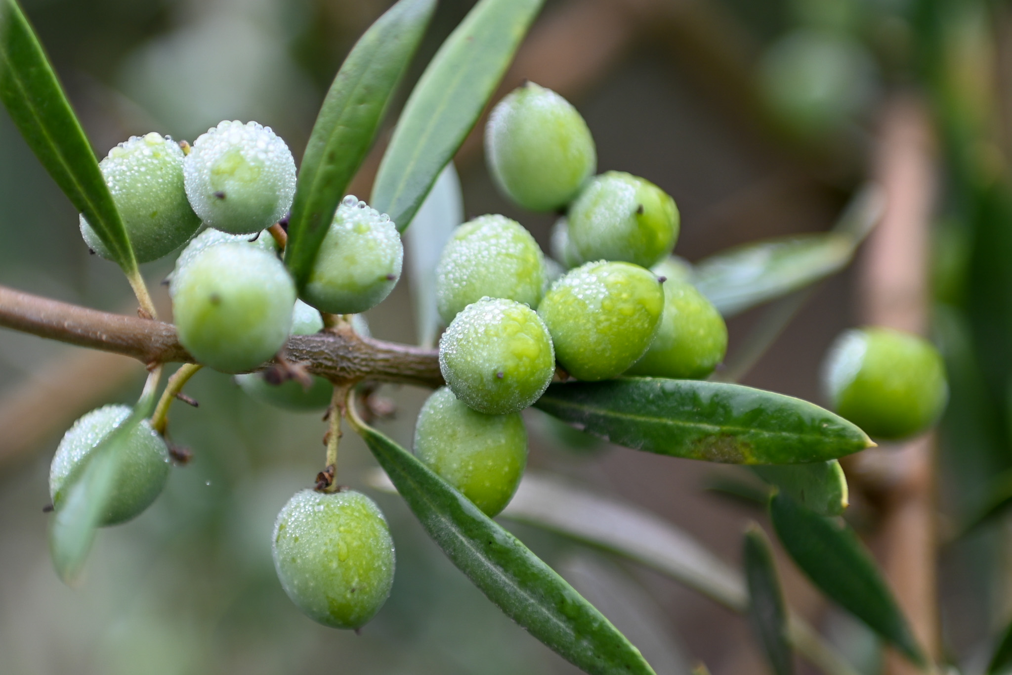 durant-olives