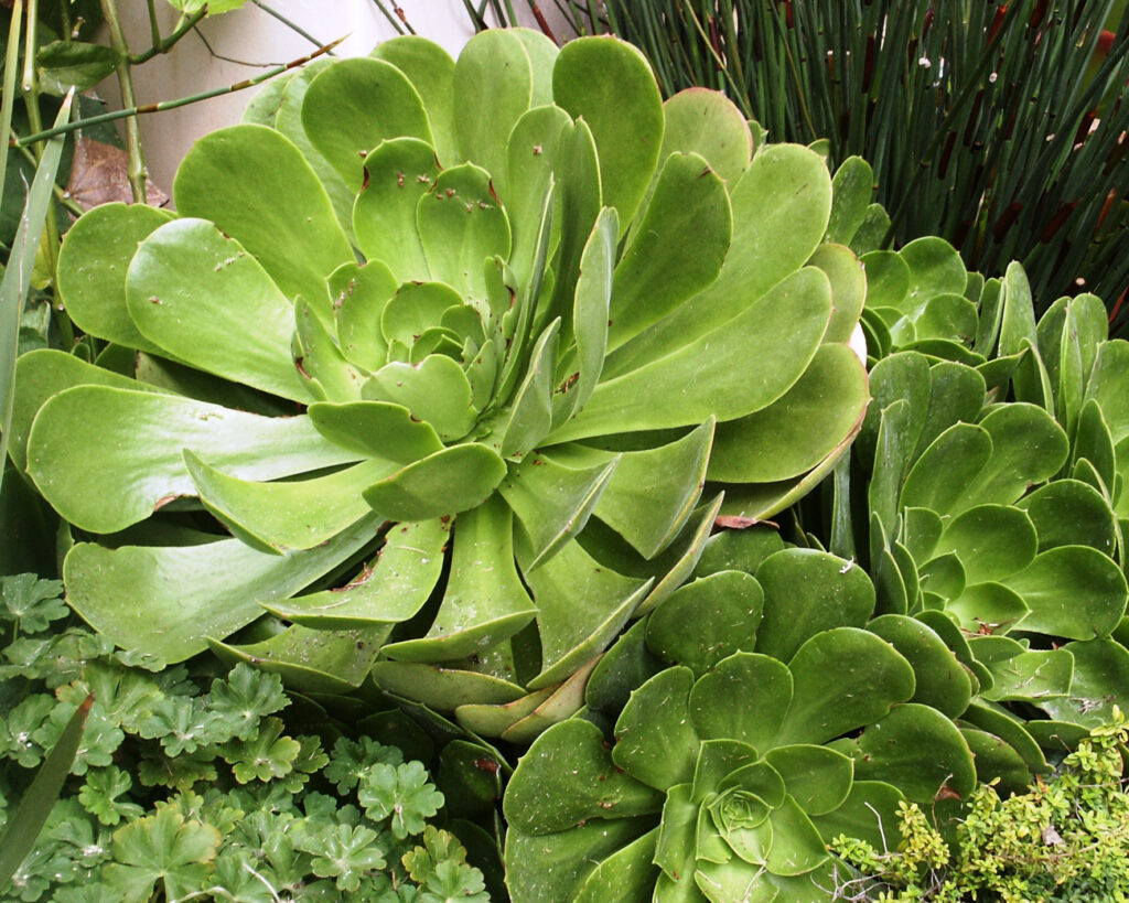 Aeonium
