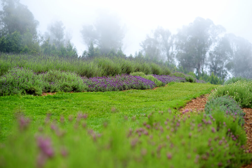 Ali'i Kula Lavender Farm