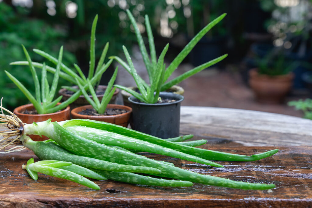 Aloe Vera Potted Plants