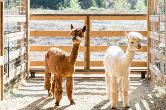 Alpacas at Carmel Valley Ranch